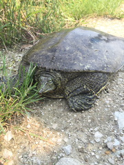 Apalone spinifera spinifera