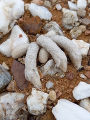 Anacampseros papyracea