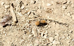 Dasymutilla coccineohirta