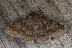 Matigramma pulverilinea