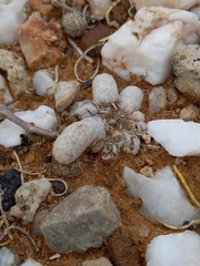 Anacampseros papyracea