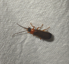 Rhagonycha lutea