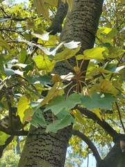 Chiranthodendron