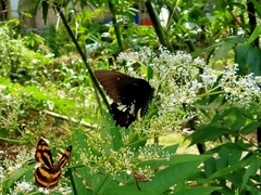 Papilio castor formosanus