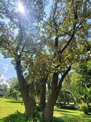 Chiranthodendron