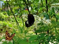 Papilio castor formosanus
