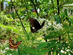 Papilio castor formosanus