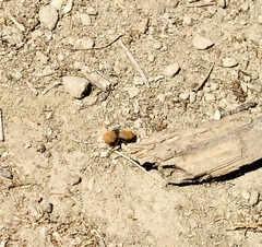 Dasymutilla coccineohirta