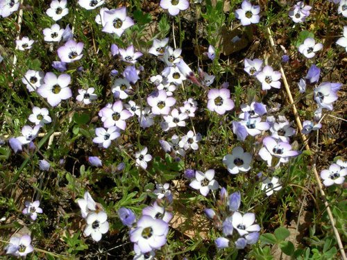 iNaturalist observation photo of bird's-eye gilia