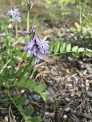 Astragalus alpinus