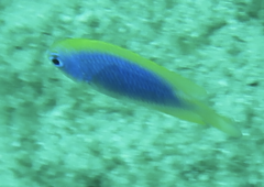 Chrysiptera flavipinnis