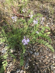Astragalus alpinus