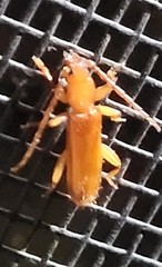 Smodicum cucujiforme