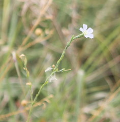Linaceae