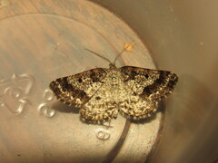 Eufidonia discospilata