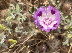 Clarkia williamsonii