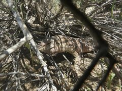 Varanus griseus caspius