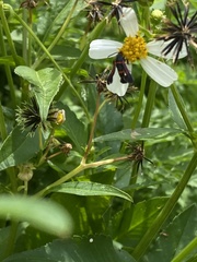 Synanthedon sapygaeformis