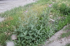 Cirsium arvense