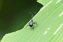 Cycnotrachelodes