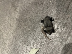 Parastrellus hesperus