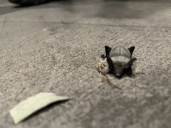 Parastrellus hesperus