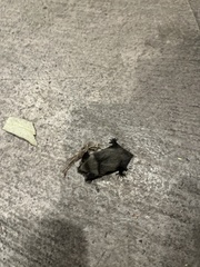 Parastrellus hesperus