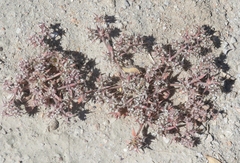 Chorizanthe spinosa