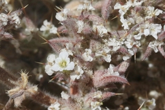 Chorizanthe spinosa