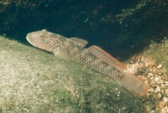 Rhinogobius similis