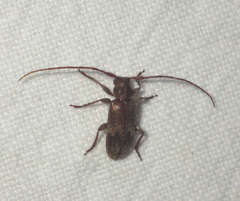 Exocentrus adspersus