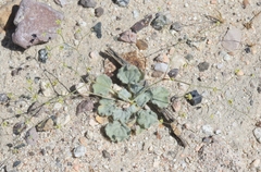 Eriogonum mohavense