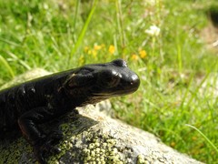 Salamandra lanzai