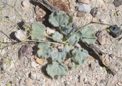 Eriogonum mohavense