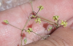 Eriogonum mohavense