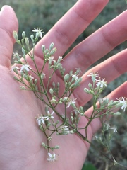 Gypsophila altissima
