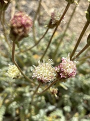 Chaenactis santolinoides