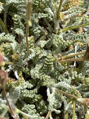 Chaenactis santolinoides