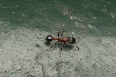 Dilobocondyla