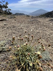 Chaenactis santolinoides
