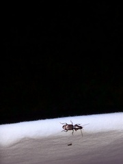 Stenomorphus