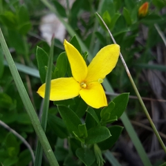 Menodora helianthemoides