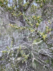 Acacia glandulicarpa