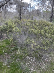 Acacia glandulicarpa