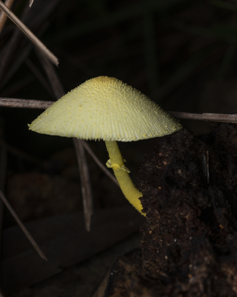 Leucocoprinus birnbaumii · June 2022 · photo: © lawrencehylton (iNaturalist, cc-by)