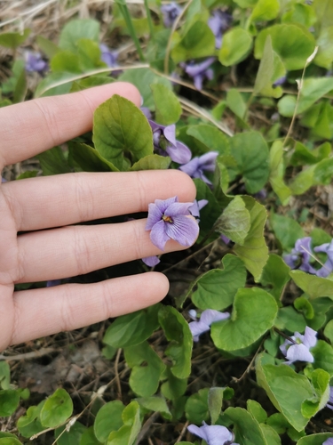 Image of Viola epipsiloides by (c) Валерия Ковалева, some rights reserved (CC BY)