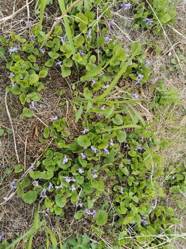 Image of Viola epipsiloides by (c) Валерия Ковалева, some rights reserved (CC BY)