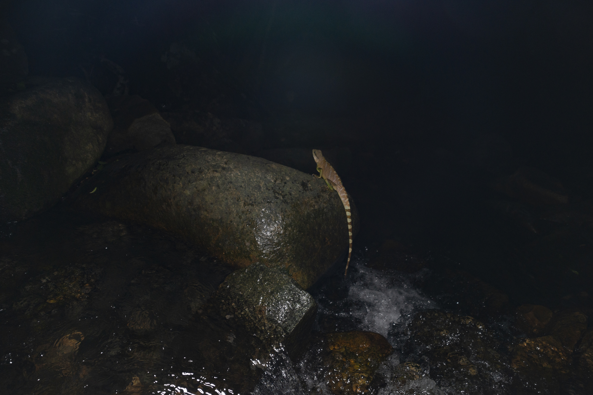 asian water dragon, chinese water dragon, green water dragon, grüne wasseragame, thai water dragon, 长鬣蜥