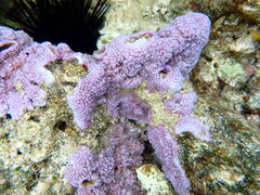Montipora flabellata