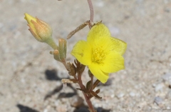Mentzelia eremophila